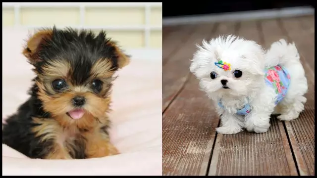 Τι να ψάξει σε τεριέ Yorkie Terrier