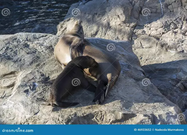 Πώς να κάνει ένα νεογέννητο γάλα Puppy Drink