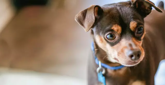 Πραγματικά στοιχεία σχετικά με το Mini Pinscher