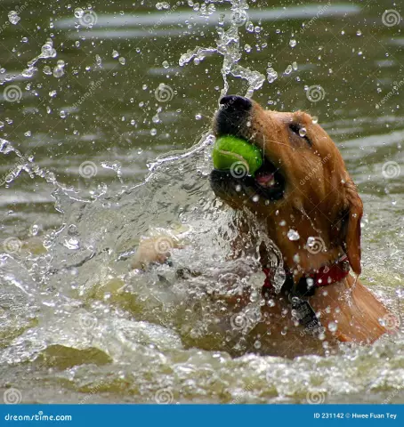 Jeu de chien normal contre jeu agressif