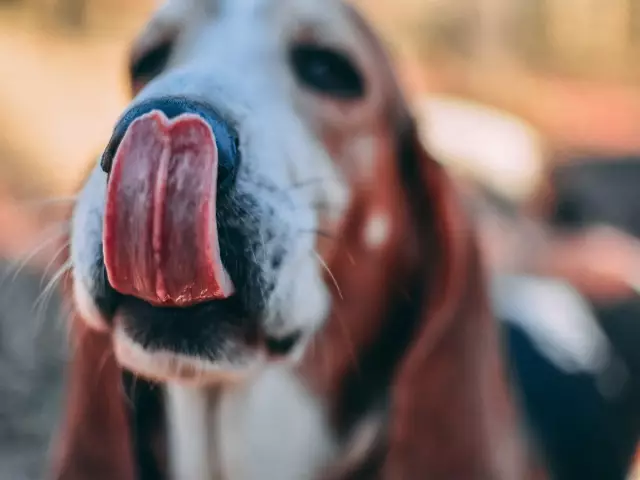 Parainfluenza vs. Zwingerhusten bei Hunden