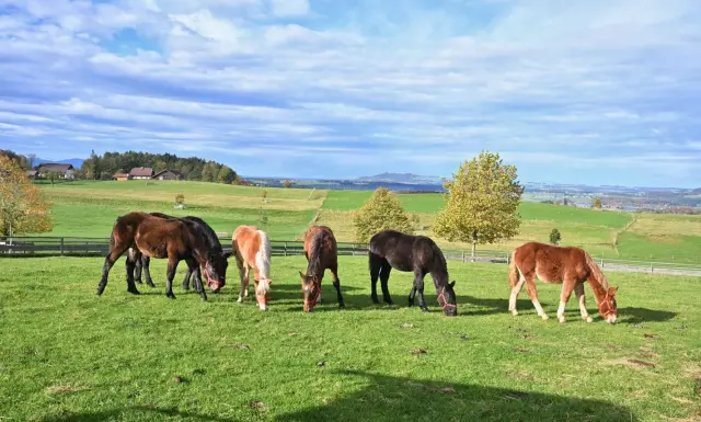 Sind eingelegte Rüben gut für Hunde?