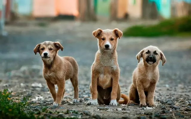 Âge approprié pour adopter un chiot