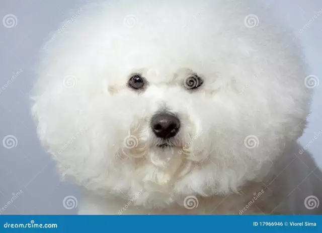 Avantages et inconvénients d'un bichon frisé