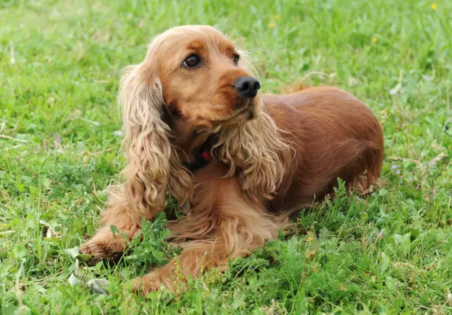 إيجابيات وسلبيات كوكر Spaniels