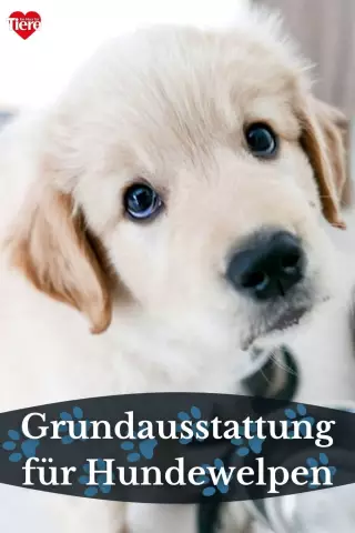 Brauchen Welpen alle Aufnahmen, bevor sie neue Hunde treffen?