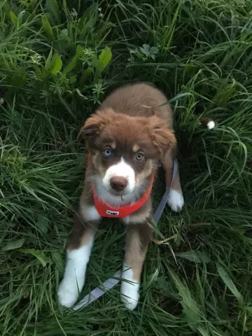 Pourquoi mon chiot ou mon chien dort-il beaucoup pendant la journée?