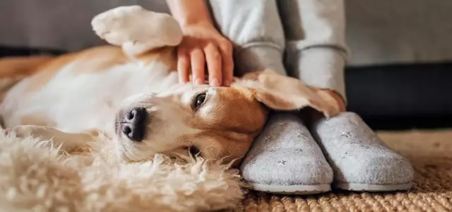 Wie man einen Hund auf eine Diät setzt