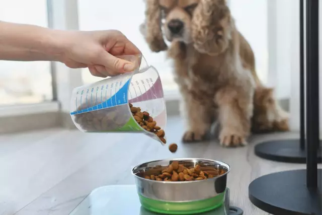 Quelle est la bonne quantité de nourriture pour un petit chien?