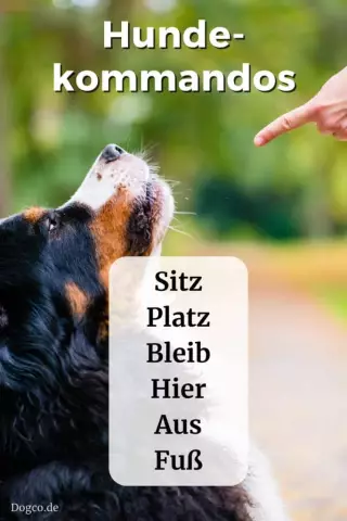 Was sollten Sie tun, wenn Ihr Hund Krämpfe bekommt?