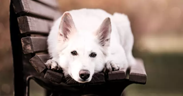 Nebenwirkungen eines Hundes, der von einem Stinktier gesprüht wird