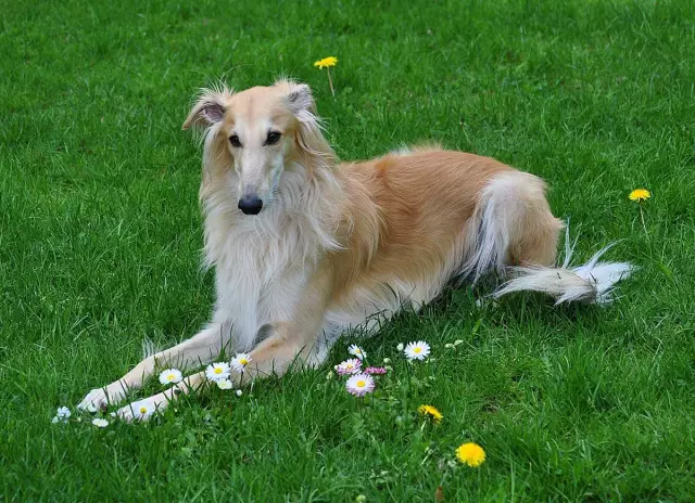 Les chiens-chiens Silken sont-ils de bons chiens de distance?