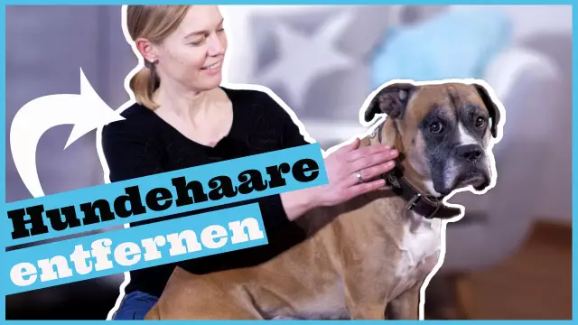 Comment éliminer les taches de fourrure de chien