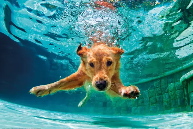 So hindern Sie meinen Hund daran, Wasser aus der Toilette zu trinken