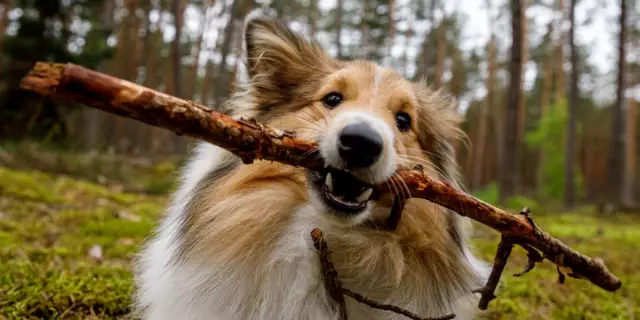 Wie man einen Hund davon abhält, über Besitztümer zu knurren