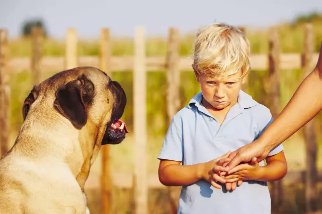 Gibt es etwas, das Sie anschließen können, um zu verhindern, dass Hunde vor Feuerwerkskörpern Angst haben?