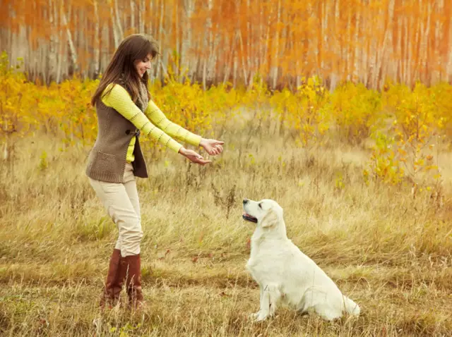 Comment former votre chien à rester en dehors de certains endroits