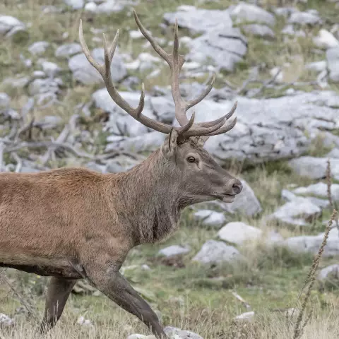 Comment former les chiens à suivre les cerfs