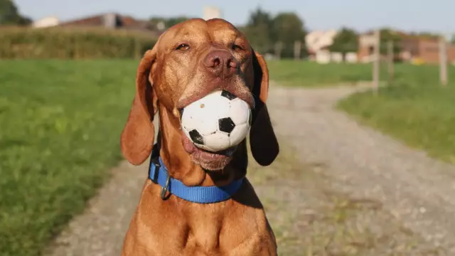 Tut Tylenol einem Hund weh, wenn es verschluckt wird?