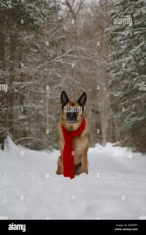 Quel type de chien est bon avec les personnes âgées?