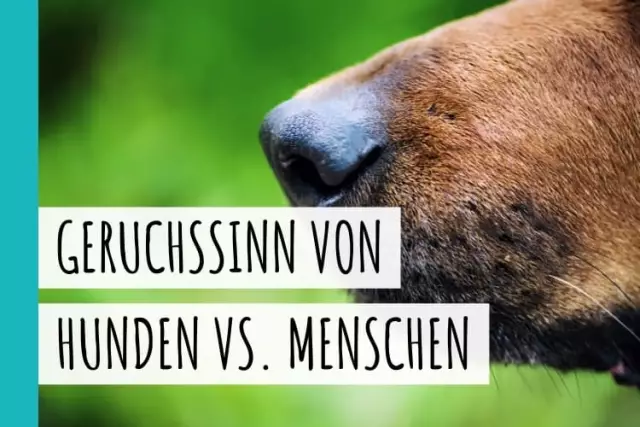 Quelle eau est-il bon pour les chiens de prévenir les infections urinaires?