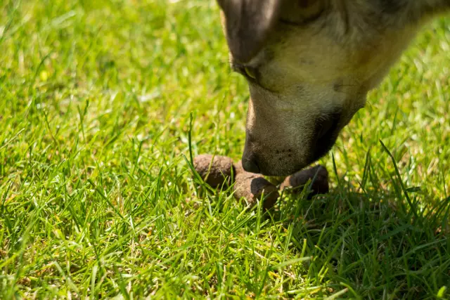 Möglichkeiten, einen Hund vom Stinken abzuhalten