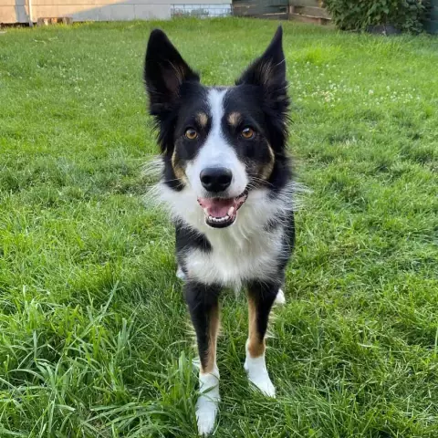 Quelles sont les étranges habitudes du Border Collie?