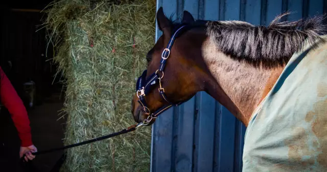 Is je paard gelukkig?