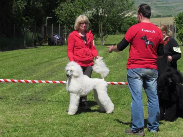 10 semaines sont-elles trop tôt pour former un chiot?