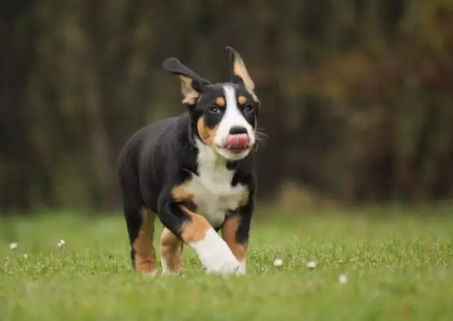 À quel âge un chiot peut-il commencer à manger de la nourriture pour chiots?