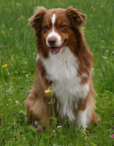 Quand permettre au chien mâle de voir ses chiots?