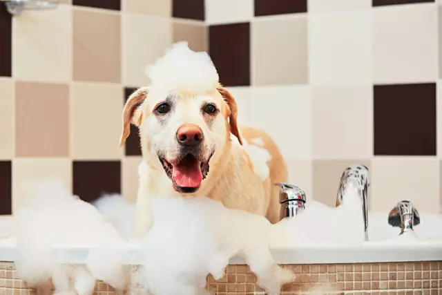 Baigner votre chien après la naissance