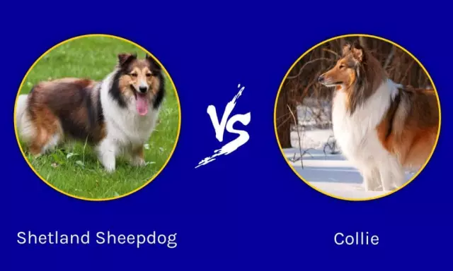 Border Collie Vs. Chiens de berger Shetland