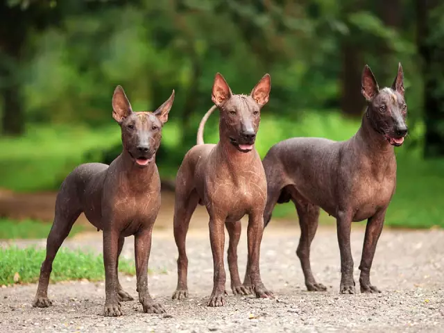 Welche Hunderassen haben Bärte?