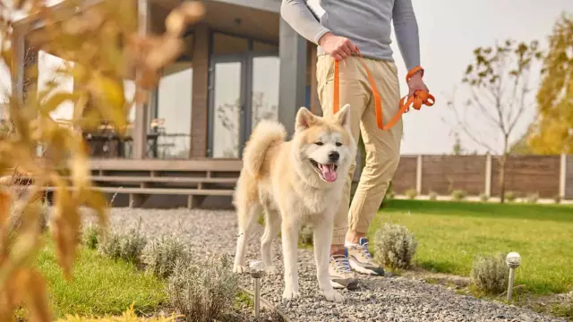 Quelles races de chiens ont vraiment besoin de chandails?