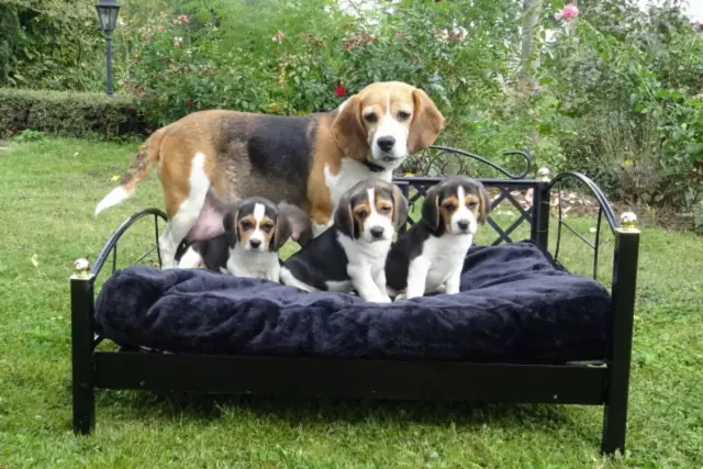 Ramener à la maison un nouveau Beagle