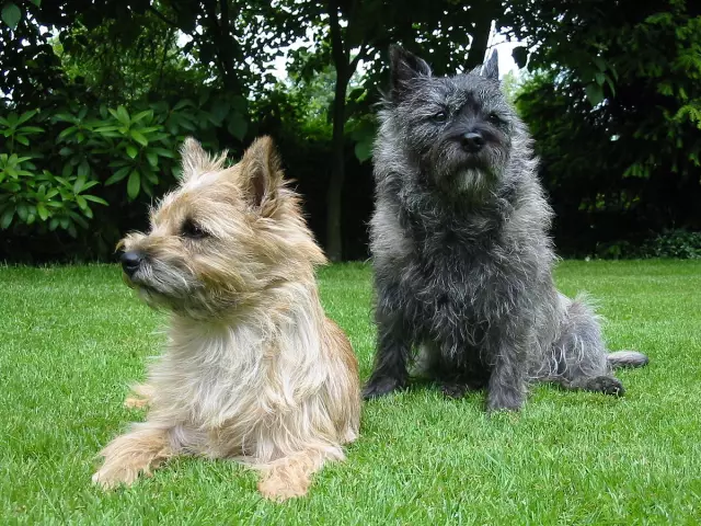 Formation d'agilité Cairn Terrier