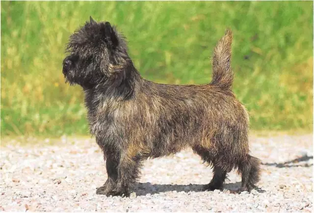 Sind Cairn Terrier und Silky Terrier sich sehr ähnlich?