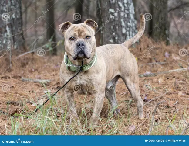 Comment appelez-vous un mélange Pitbull & Bull Mastiff?