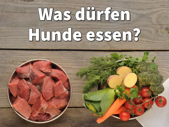 Können Hunde mit kegelförmigen Halsbändern essen und trinken?