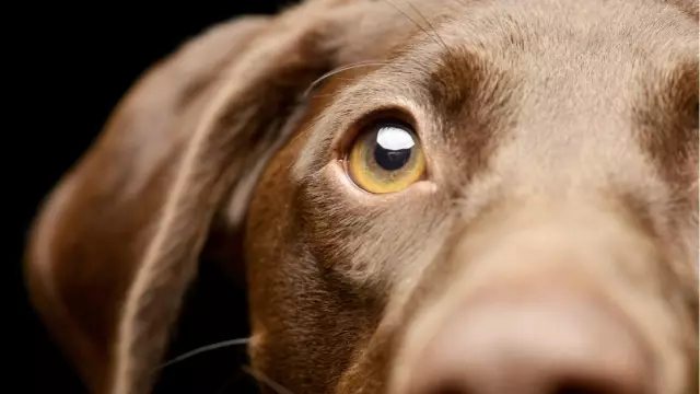 Können Hunde Strep beherbergen?