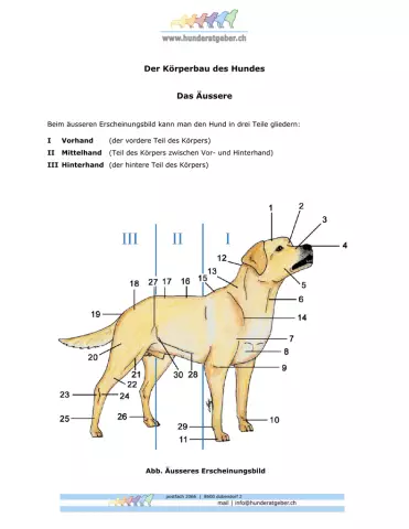 Le shampooing d'un chien peut-il affecter l'apparence de la couleur chez un chien?