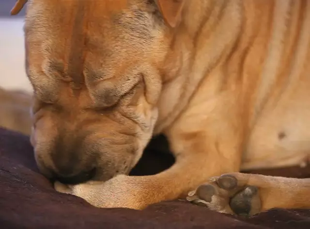 Was können Sie auf die Pfoten eines Hundes setzen, um ihn davon abzuhalten, sie zu lecken?