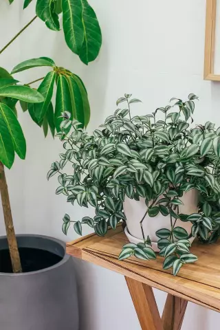 La plante Schefflera Arboricola peut-elle être toxique pour les chiens?