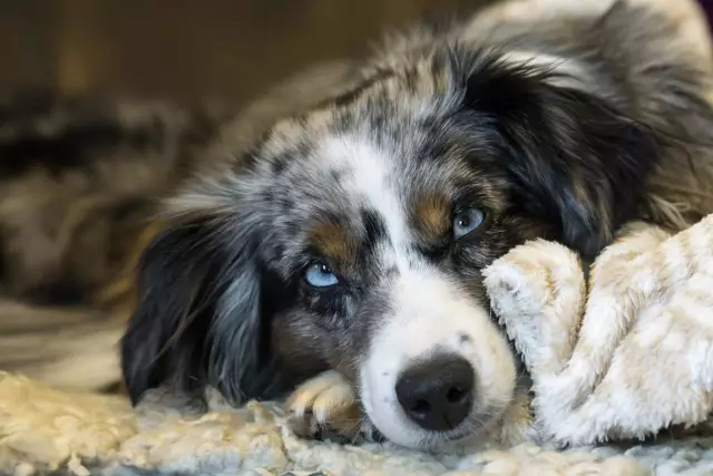 Épilepsie héréditaire canine