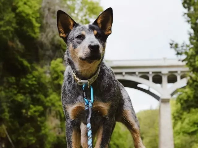 Eigenschaften von Blue Heelers