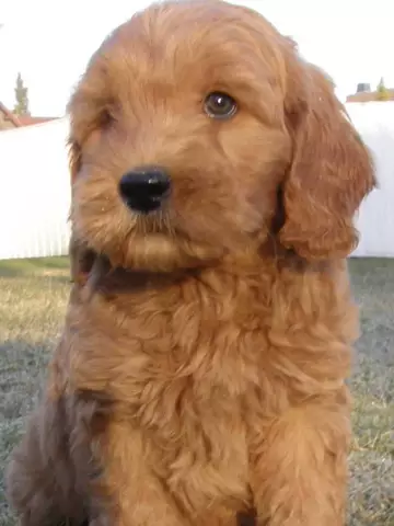 Comparer un Goldendoodle et un Labradoodle