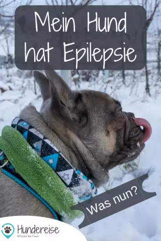 Diät für epileptische Hunde