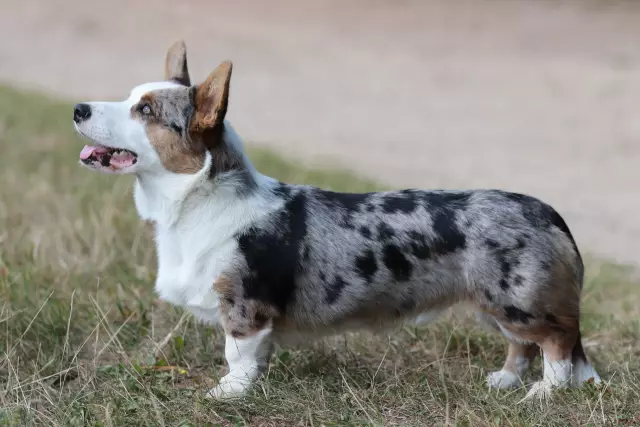 Was ist der Unterschied zwischen Cardigan & Pembroke Welsh Corgis?