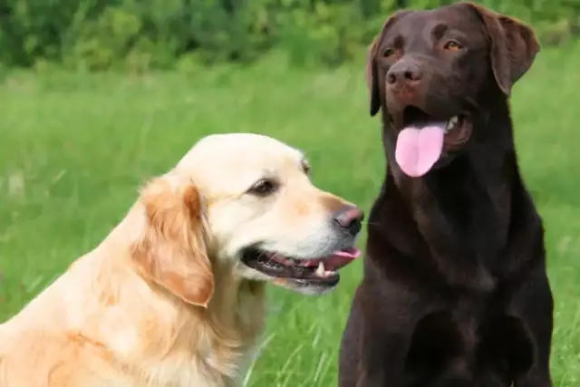 Unterschied zwischen Golden Retriever & Cocker Spaniels